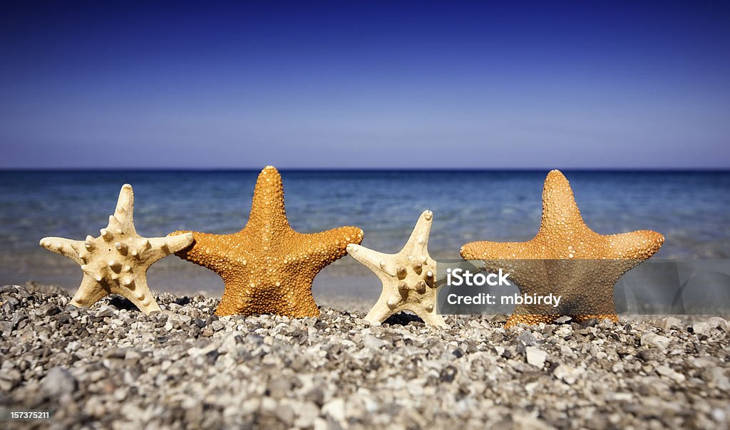 Happy Seesterne in unglaublicher Vielfalt beheimatet sind am Strand - Lizenzfrei Abenteuer Stock-Foto