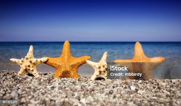 Happy Seesterne In Unglaublicher Vielfalt Beheimatet Sind Am Strand Stockfoto und mehr Bilder von Abenteuer