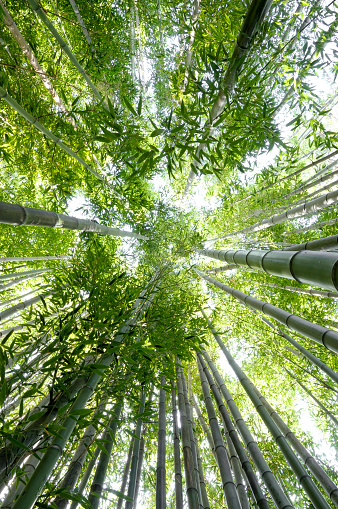 Looking up in a forest of tall bamboo.
