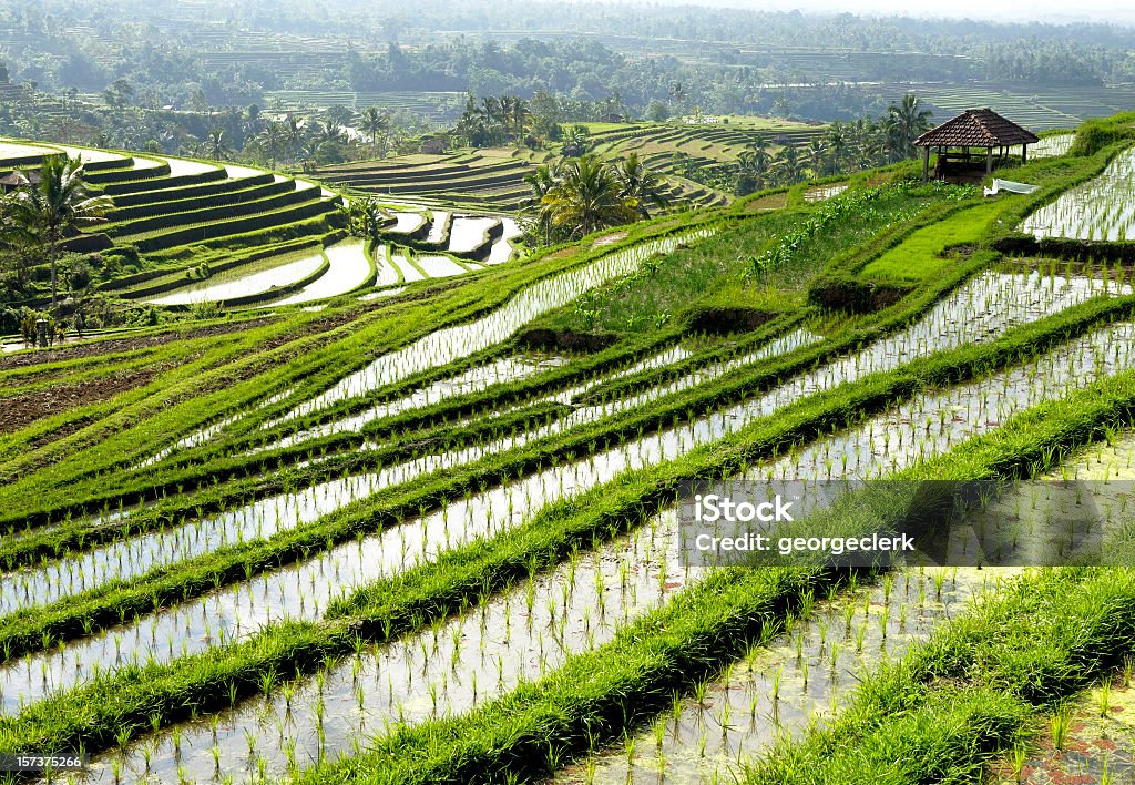 Rice Terraces - Foto de stock de Agricultura libre de derechos