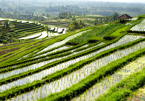 Rice terraces of Jatiluwih in Bali island