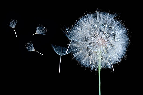istock Dandelion Isolated on Black with Seeds Blowing in the Wind 157375450