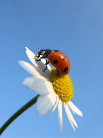 A Ladybird, or Ladybug if you prefer, explores a Daisy in the late evening sunshine. Focus on the beetle.