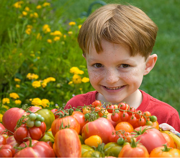 남자아이 & 토종 토마토색 정원, 어린이 야채 gardener & 토종 농산물 - heirloom tomato organic tomato green tomato 뉴스 사진 이미지