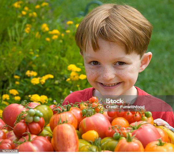 남자아이 토종 토마토색 정원 어린이 야채 Gardener 토종 농산물 토종 토마토에 대한 스톡 사진 및 기타 이미지 - 토종 토마토, 아이, 자두 토마토