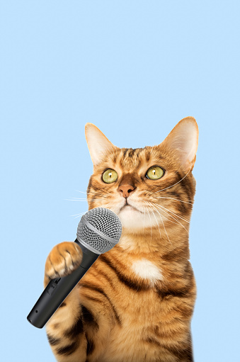 Kitten Rapping Mic Cute Kitty Is Holding A Microphone Stock Photo - Download Image Now ...