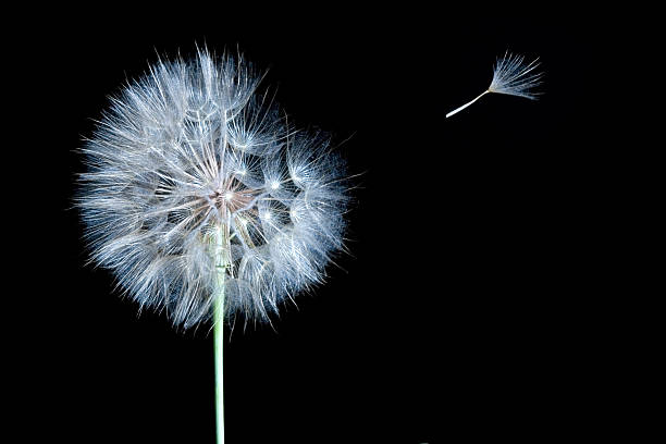 dandelion macro shot and seeds