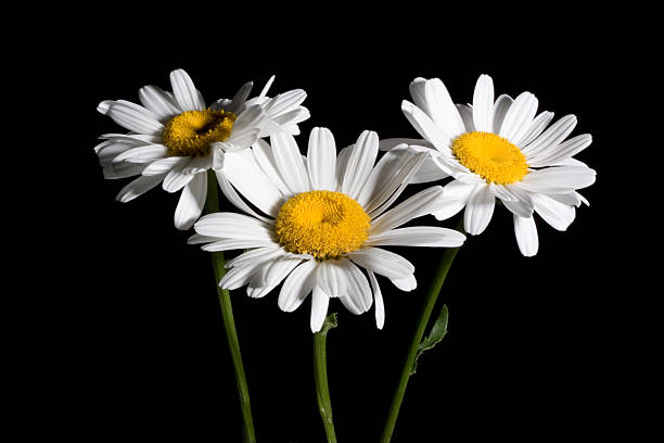 Close up on Daisy flower, with leafy green background.