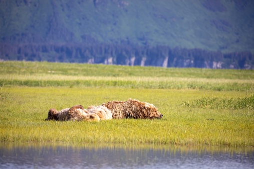 Female coastal brown bear with cubs sleeping in meadow on Hallo Bay in Kattmai National Park, Alaska.