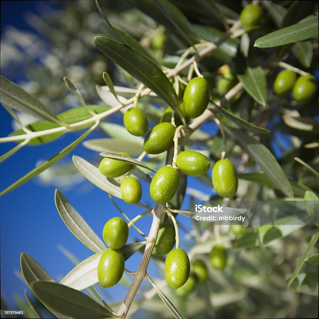 Verde azeitonas - Foto de stock de Legume royalty-free
