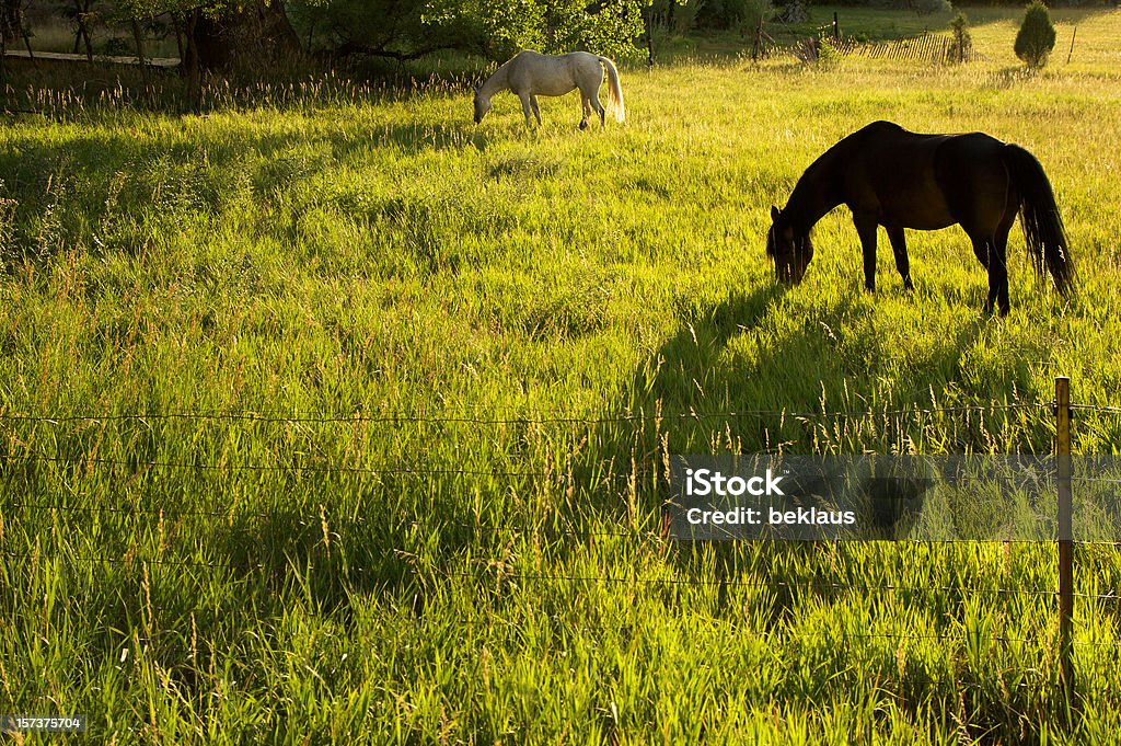 Pferde in der Dämmerung - Lizenzfrei Agrarbetrieb Stock-Foto