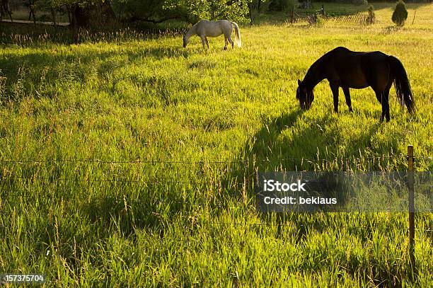 Konie Na Zmierzch - zdjęcia stockowe i więcej obrazów Bez ludzi - Bez ludzi, Biały koń, Dwa zwierzęta