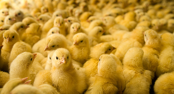 An extremely large group of cute newly hatched young chicks on a chicken farm.  Horizontal with copy space.