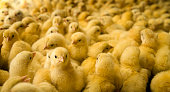 Large Group of Baby Chicks on Chicken Farm