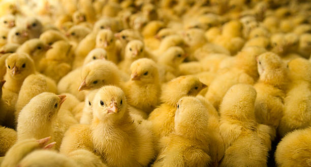 Large Group of Baby Chicks on Chicken Farm An extremely large group of cute newly hatched young chicks on a chicken farm.  Horizontal with copy space. young bird stock pictures, royalty-free photos & images