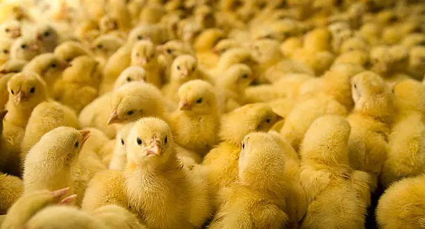 An extremely large group of cute newly hatched young chicks on a chicken farm.  Horizontal with copy space.