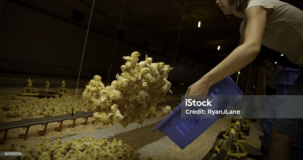 Pollo campesino - Foto de stock de Pollito libre de derechos