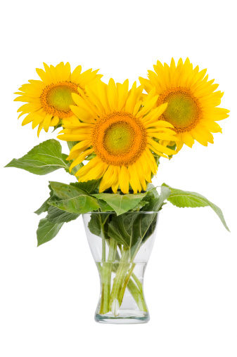 Lovely fresh bouquet of ripe sunflowers with green leaves in a glass vase with vater isolated on white background. Studio shot.