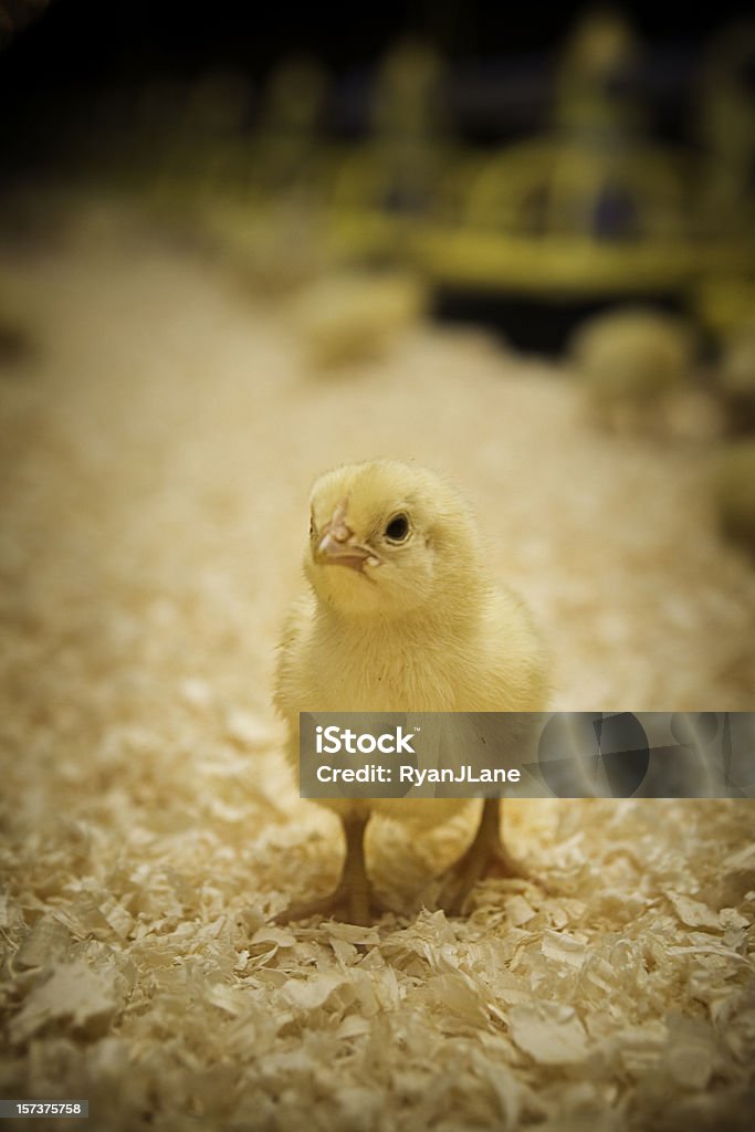 Adorable bébé Chick - Photo de Poussin - Oisillon libre de droits