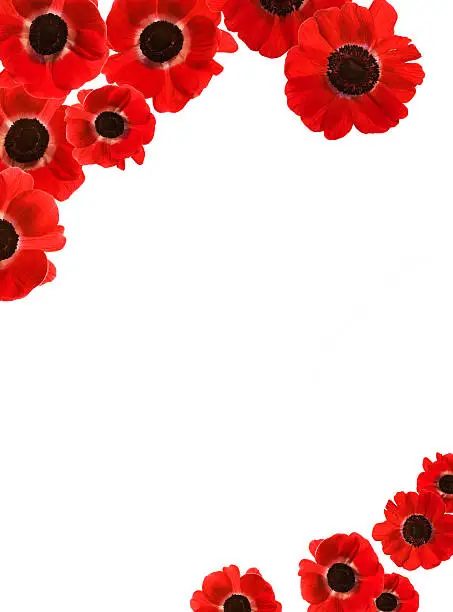 Red Poppies Border with copy space (XXXL) 