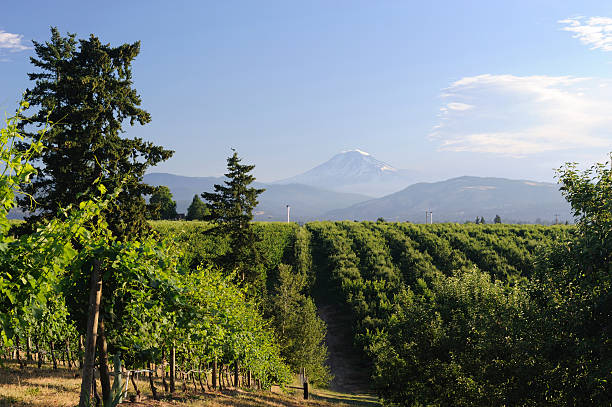 istock Countryside of Hood River 157375788