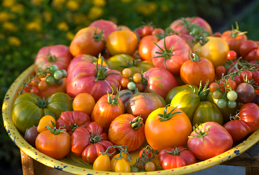 Close up of clusters of organically homegrown cherry tomatoes at various stages of ripening growing in a container in a kitchen garden