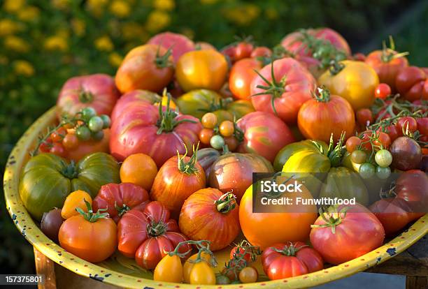 Самостоятельно Выращенный Сад Овощи Органические Продукты Питания Негибридный Помидоры — стоковые фотографии и другие картинки Негибридный томат