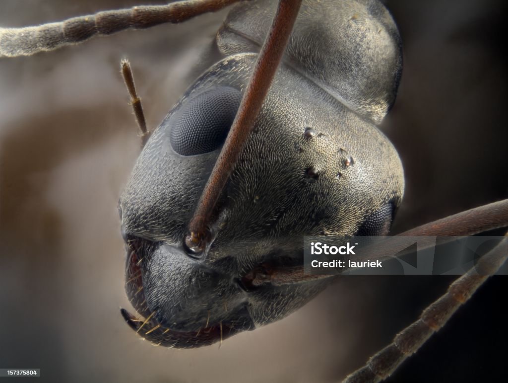 Ant-wahrscheinlich Formica (Serviformica) sp. - Lizenzfrei Ameise Stock-Foto