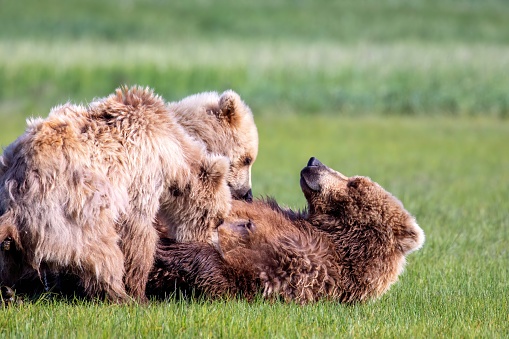 Female brown bear nursing young cubs in meadow on Hallo Bay in Kattmai National Park, Alaska.