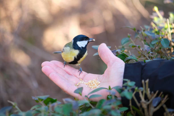 istock A Great tit, Parus major, eating peanuts from a person hand in a park. 1573758699