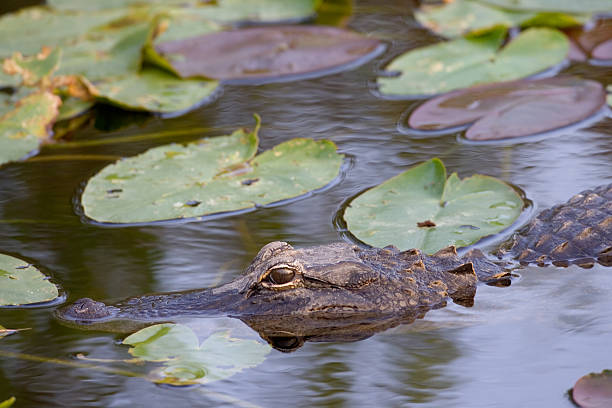 istock Alligator Close Up and Lily Pads 157375888
