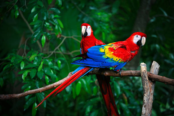 scarlet aras - papagei stock-fotos und bilder