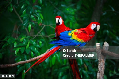 istock scarlet macaws 157375891