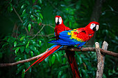 istock scarlet macaws 157375891