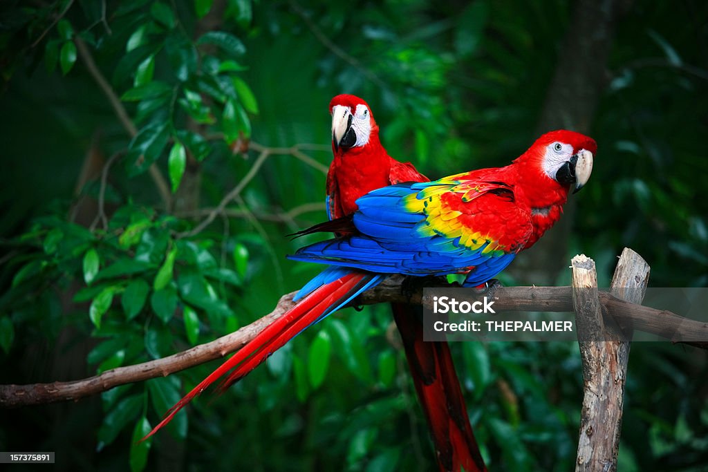 scarlet macaws scarlet macaw Parrot Stock Photo