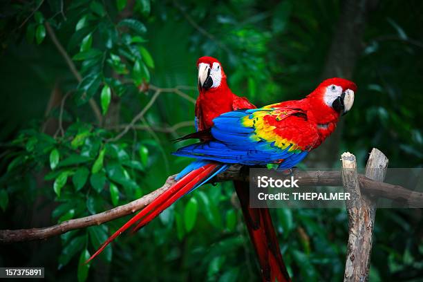 Scarlet Macaws Stock Photo - Download Image Now - Parrot, Amazon Region, Amazon Rainforest