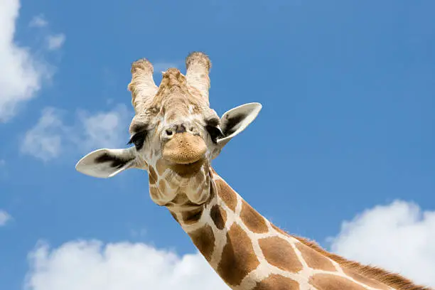 Photo of Giraffe with Funny Expression