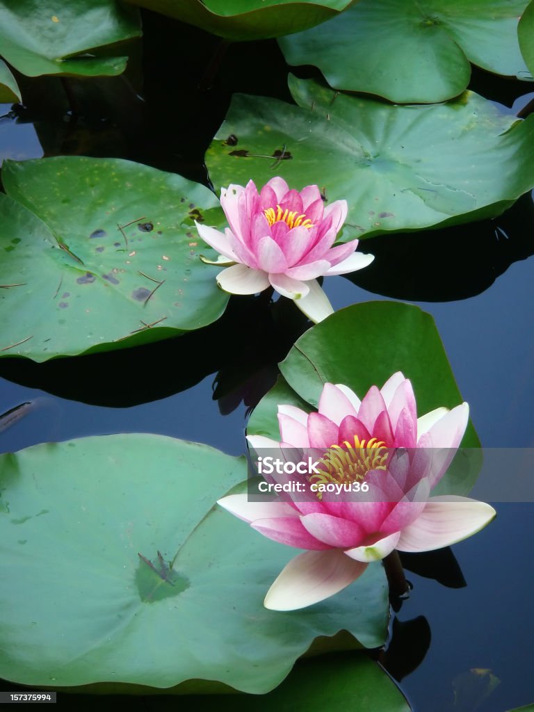 Wasserlilien und grünem Salat - Lizenzfrei Tagblume Stock-Foto