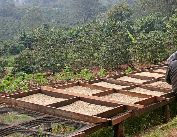 istock Coffee beans drying on the plantation 157375997