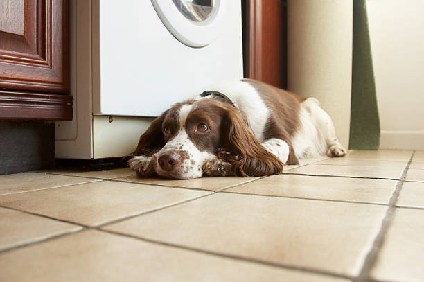 istock English springer spaniel soulful look 157376042
