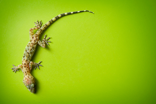 A gecko clinging to the wall with green copy space surrounding.