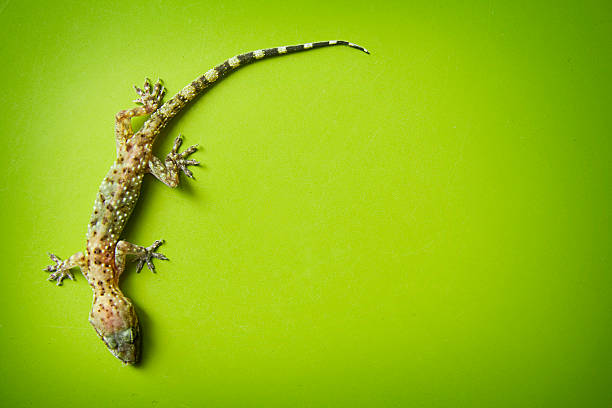 wspinaczka gecko na zielonym tle - gekkonidae zdjęcia i obrazy z banku zdjęć