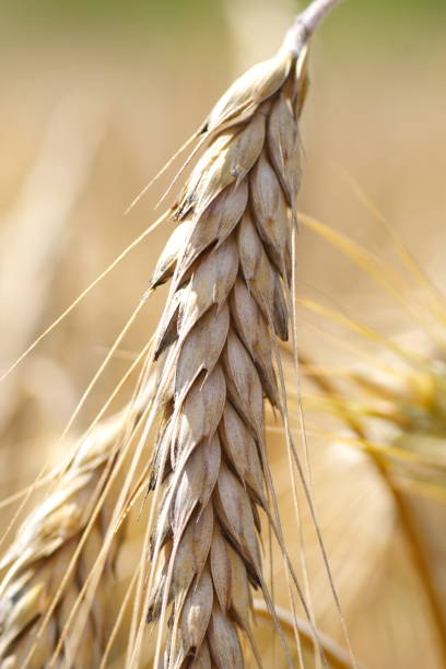 weat 청력보조용 - wheat whole wheat close up corn on the cob 뉴스 사진 이미지