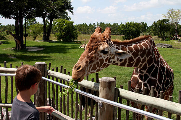 a young people feeding leaves to a giraffe in a zoo - zoo stockfoto's en -beelden