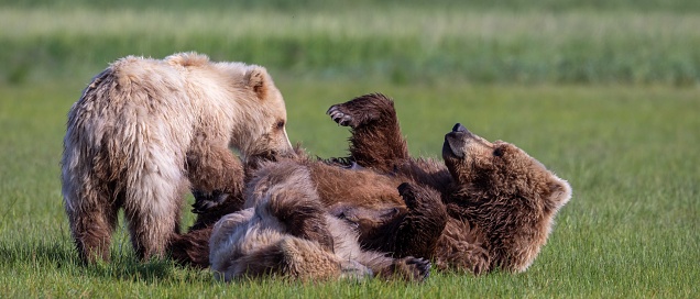 Female brown bear nursing cubs in meadow on Hallo Bay in Kattmai National Park, Alaska.