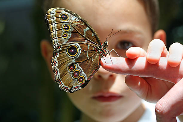 garçon de 7 ans enfant avec papillon sur le doigt - animal beautiful beauty in nature bee photos et images de collection