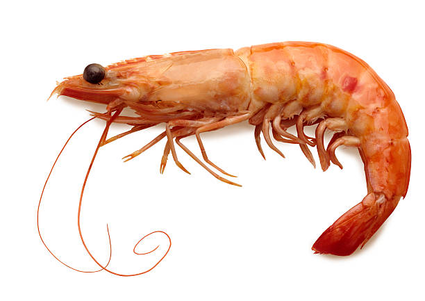 camarão - shrimp imagens e fotografias de stock