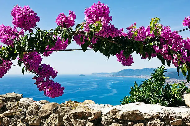 BUGANVILIAS  with ligurian sea in background