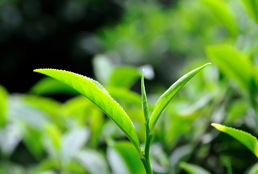 Shallow depth of field on fresh tea leaves growing at a plantation.
