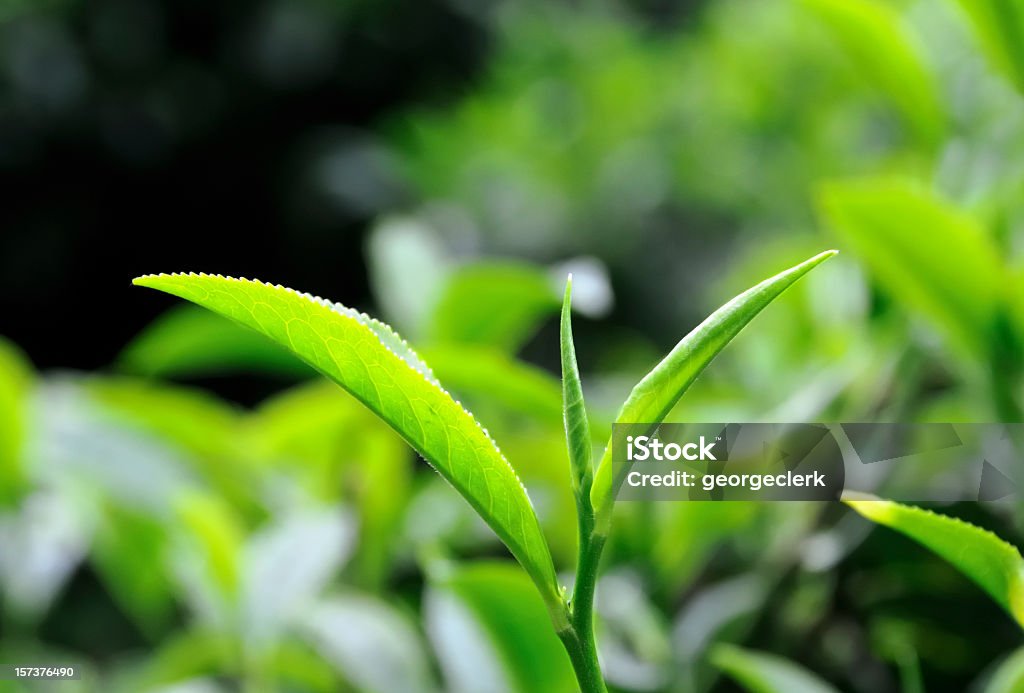 Tea Leaf Close Up Shallow depth of field on fresh tea leaves growing at a plantation. Tea Crop Stock Photo